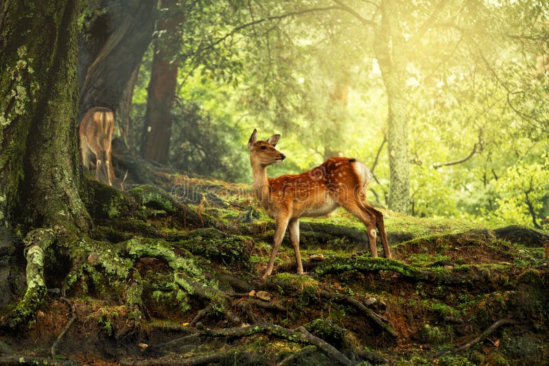 Deer in the wild stock image Deer in the wild stock image