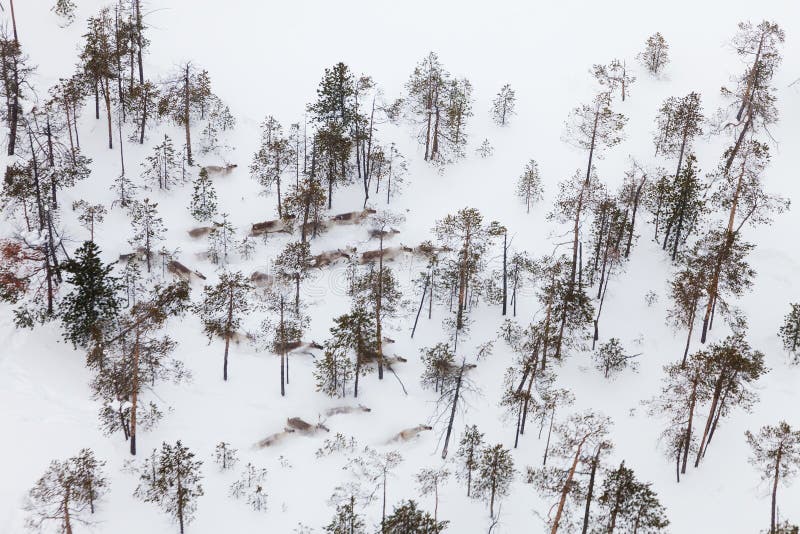 Deer in winter forest-tundra, top view