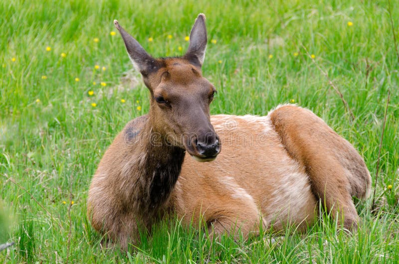 Deer in Yellowstone