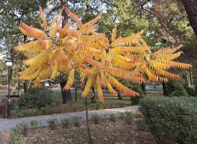 Deerhored sumac ή fluffin sumac ξίδι shorgar tree shormac μεγάλη παρθένα sumac latrhus typhina στοκ φωτογραφία με δικαίωμα ελεύθερης χρήσης