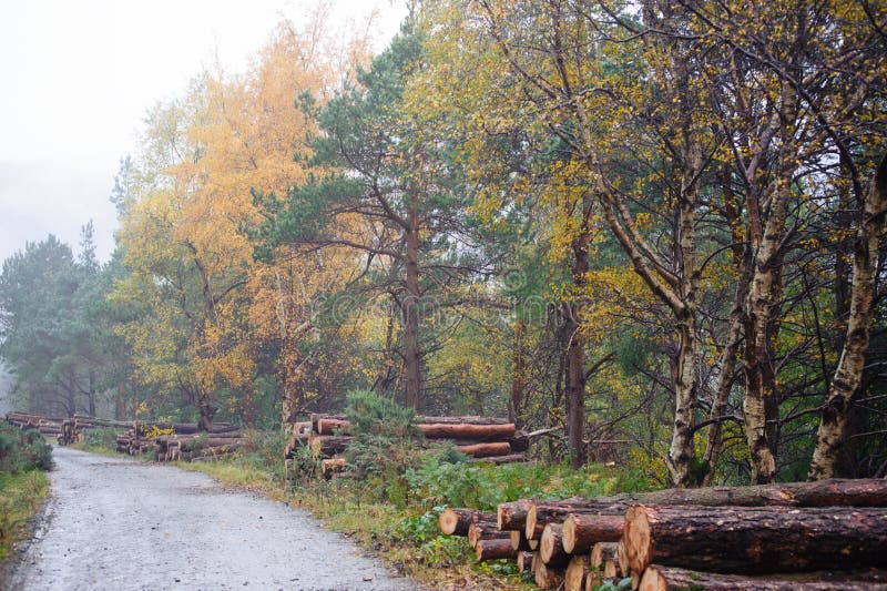 Deerpark and Djouce Woods, Ireland