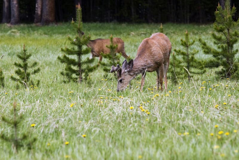 Deers in Yellowstone National Park