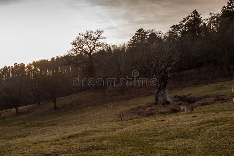 deers lizenzfreies stockfoto deers lizenzfreies stockfoto