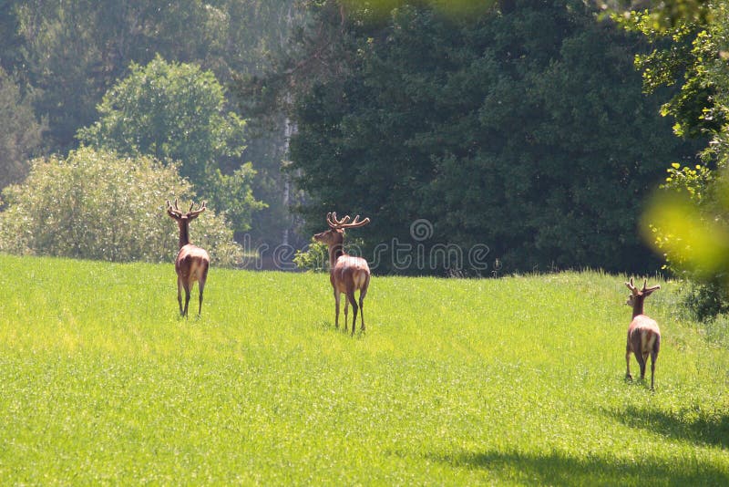 Deers auf dem Feld lizenzfreie stockfotos Deers auf dem Feld lizenzfreie stockfotos