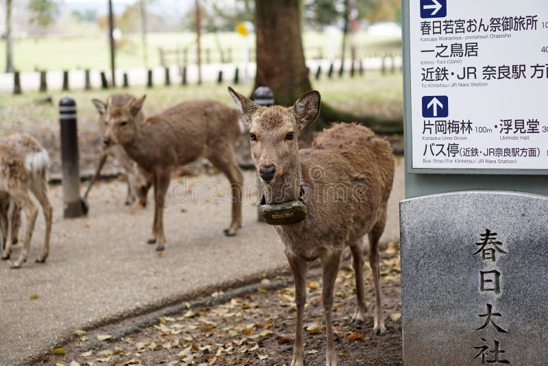 Deers At Deer Park Nara Japan Stock Image Image Of Japan Wildlife