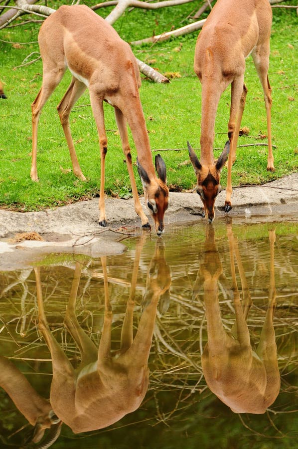 Deers drinking water