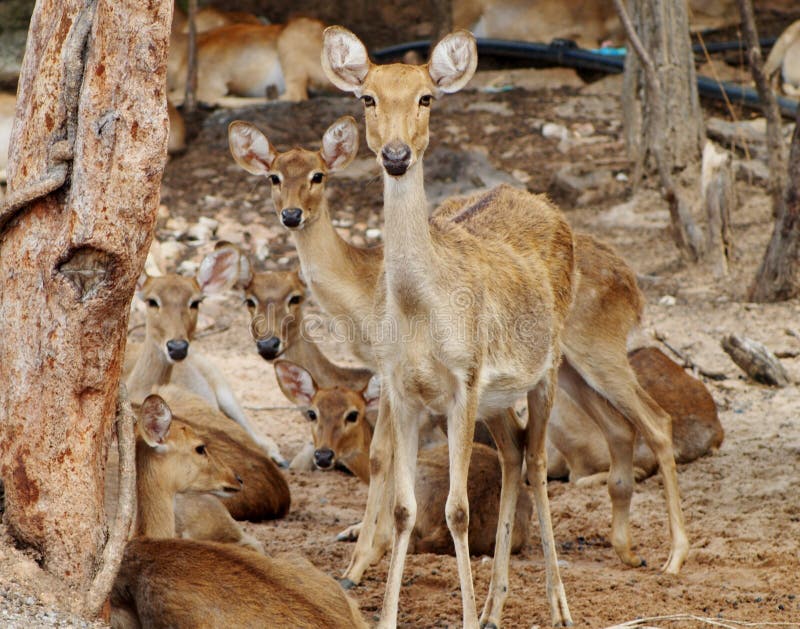 Deers stock photo. Image of charis, deer, background 49648320