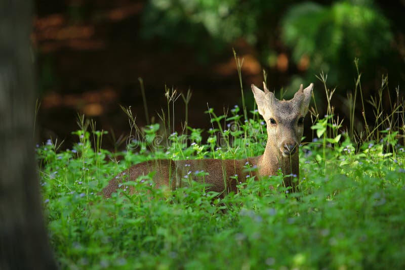 Deers stock photo. Image of hiding, fawns, alertness 58275238