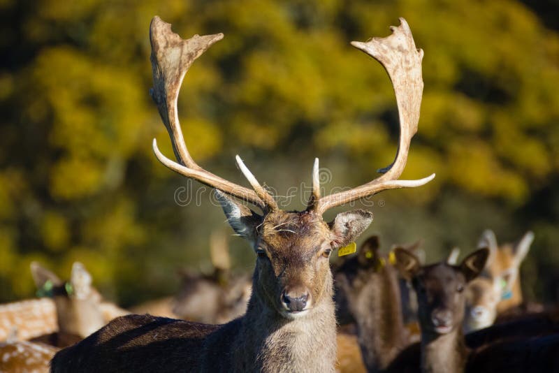 Deers at Phoenix Park. Dublin. Ireland royalty free stock image Deers at Phoenix Park. Dublin. Ireland royalty free stock image