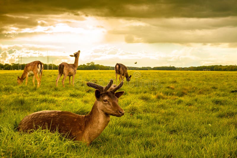 Deers przy Phoenix parkiem obraz stock Deers przy Phoenix parkiem obraz stock