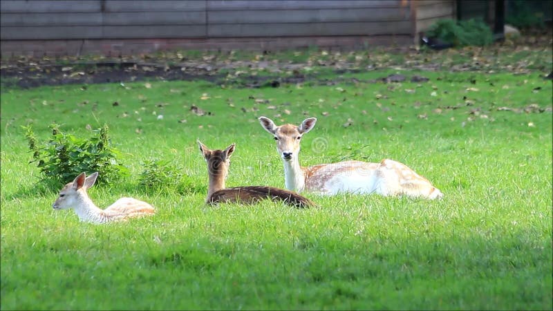 Deers αγραναπαύσεων που βρίσκονται στο λιβάδι