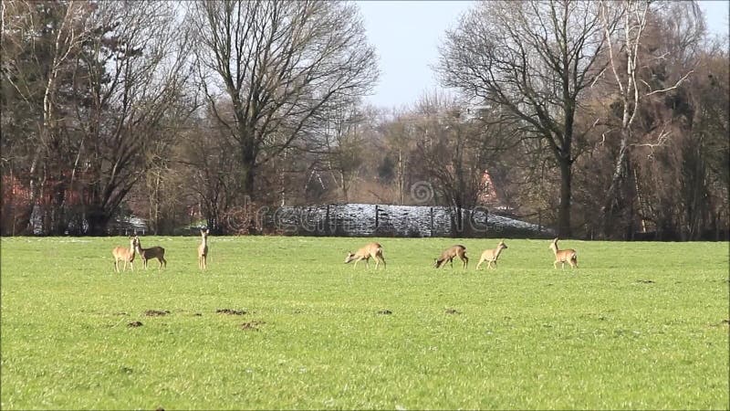 Deers αυγοτάραχων στο λιβάδι, άγρια φύση, ελευθερία