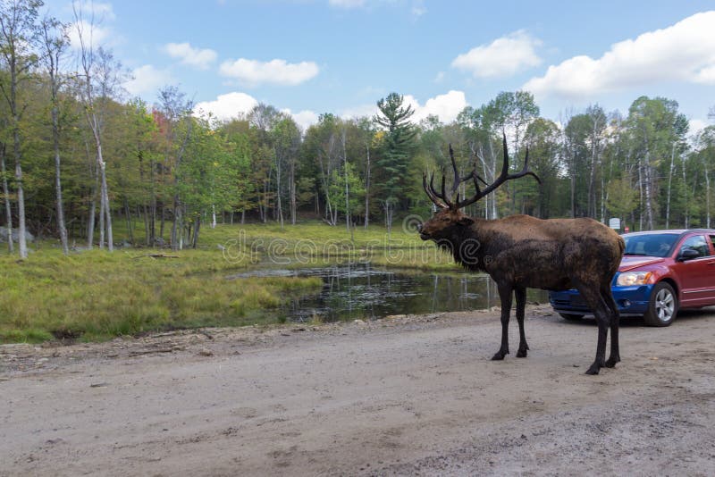 Deers σε Parc ωμέγα Καναδάς
