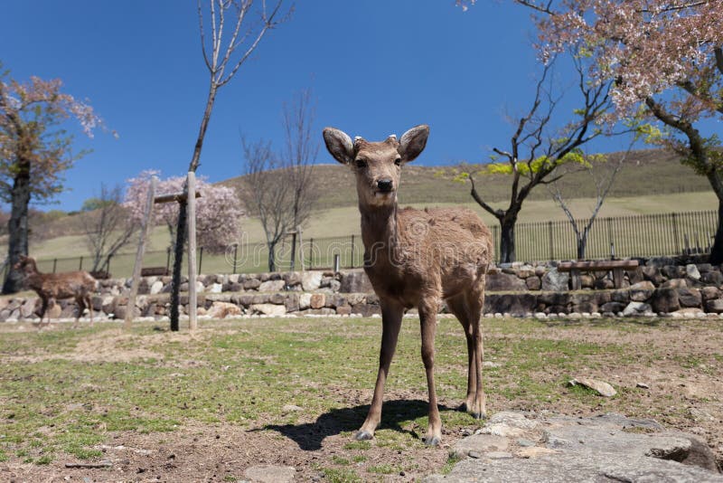Deers στο πάρκο του Νάρα στοκ εικόνες με δικαίωμα ελεύθερης χρήσης Deers στο πάρκο του Νάρα στοκ εικόνες με δικαίωμα ελεύθερης χρήσης