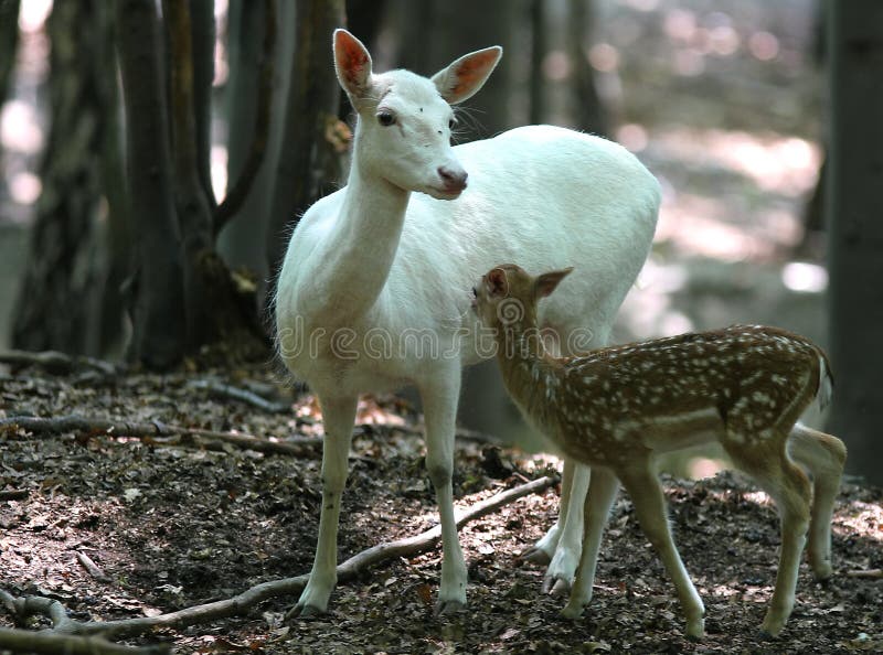 Family of Fallow Deers (white and brown) in forest on natural background. Family of Fallow Deers (white and brown) in forest on natural background