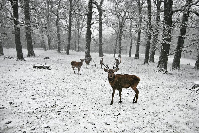 Photo of a group of deers taken in a forest in winter. Photo of a group of deers taken in a forest in winter.