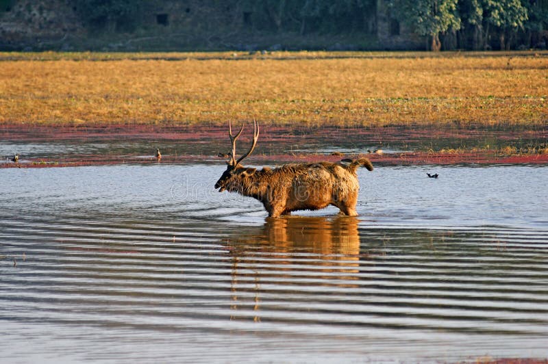 India, Ranthambore: Deers around the lake at the end of the afternoon. India, Ranthambore: Deers around the lake at the end of the afternoon