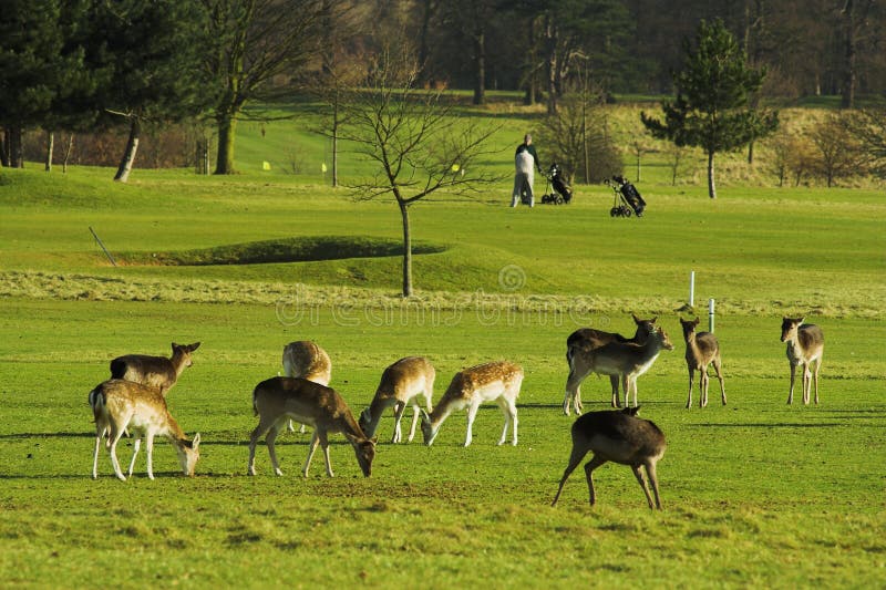 Herd of deers on the golf field. Herd of deers on the golf field.