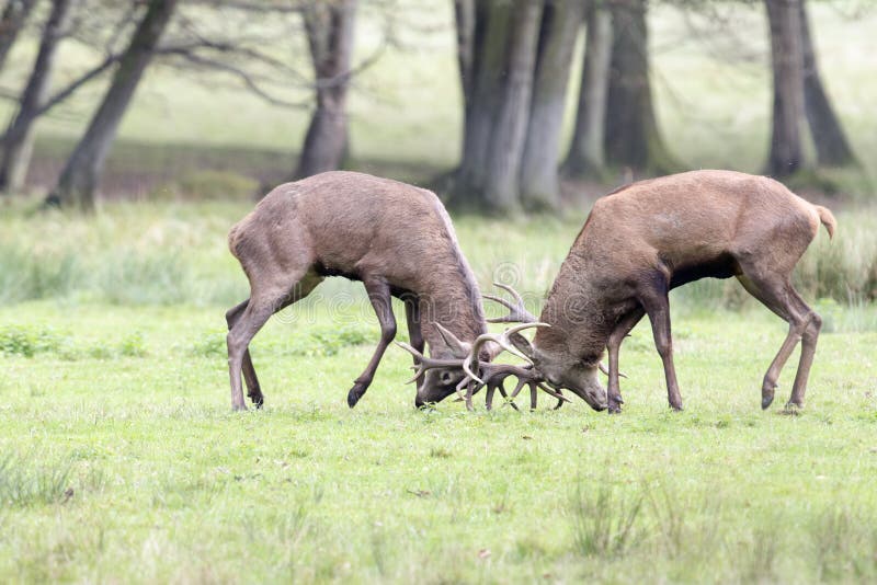 Male deers fighting in Autumn. Male deers fighting in Autumn