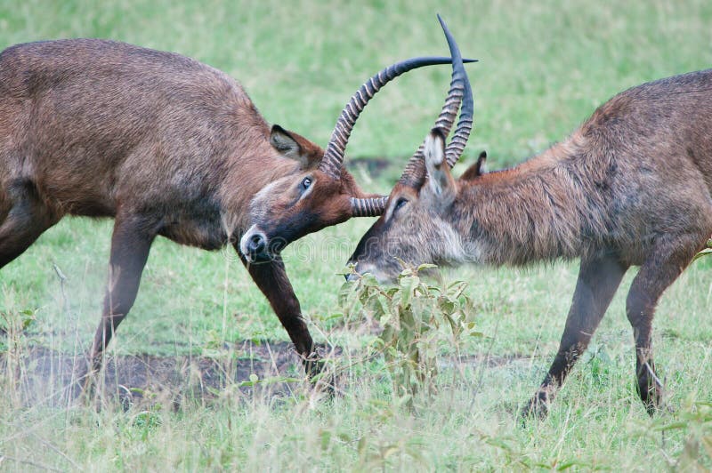 From kenya safari shoot theses deers. From kenya safari shoot theses deers