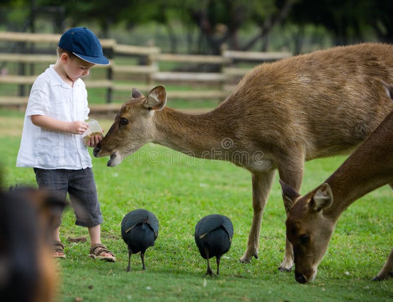 Little boy feeding deers in farm. Little boy feeding deers in farm