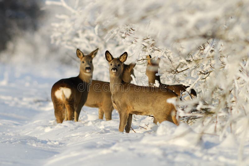 Squad of roe deers in a sunny winter evening. Squad of roe deers in a sunny winter evening