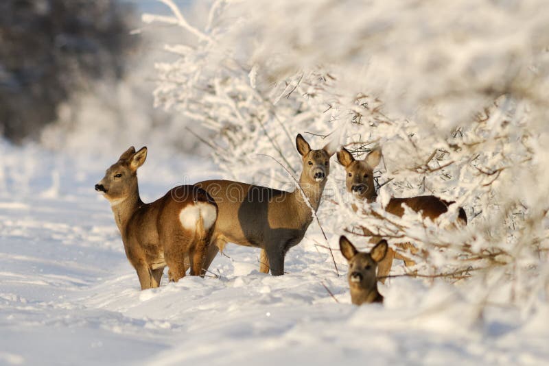 Roe Deers in the sunny winter evening. Roe Deers in the sunny winter evening