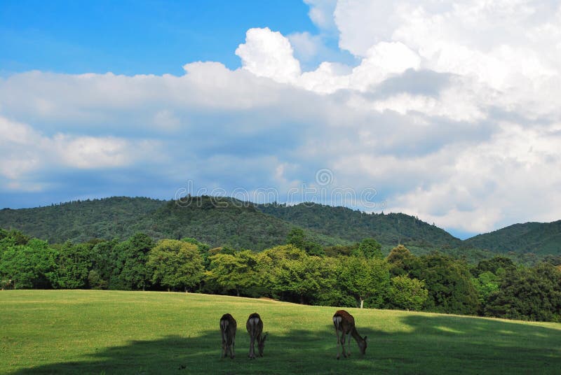 Three deers feeding on grass in Takabatake in Nara, Japan. Three deers feeding on grass in Takabatake in Nara, Japan