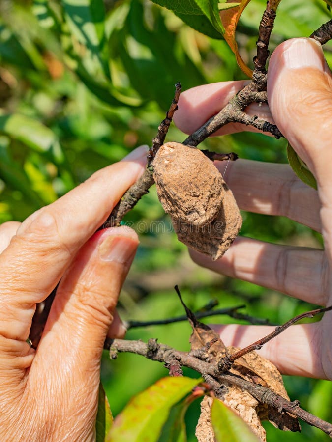 Defected Rotten Peach Fruit on the Peach Tree in the Garden Stock Image