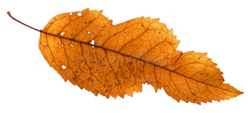 defektes Blatt der Esche lokalisiert auf Weiß lizenzfreie stockfotografie defektes Blatt der Esche lokalisiert auf Weiß lizenzfreie stockfotografie