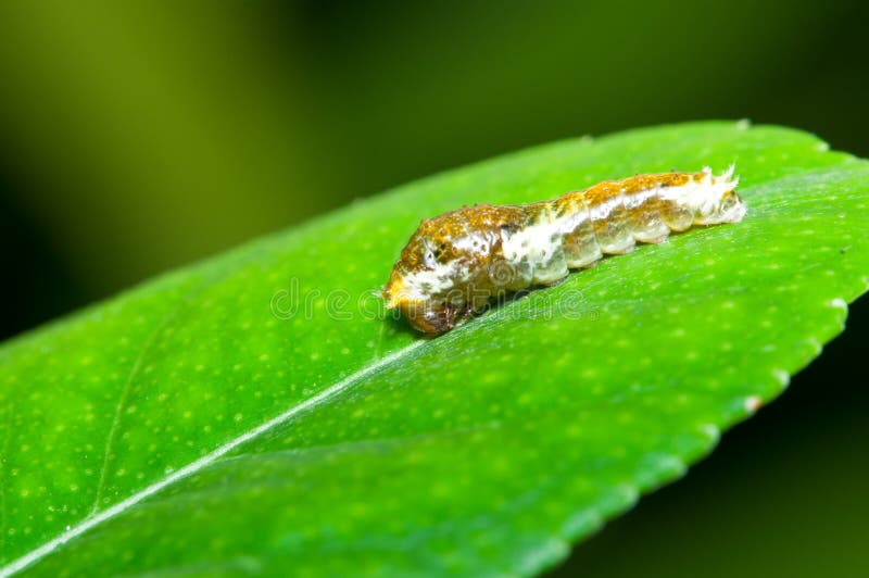 A giant swallowtail butterfly larva. A caterpillar resemble a non-edible bird dropping as a defensive behavior. A giant swallowtail butterfly larva. A caterpillar resemble a non-edible bird dropping as a defensive behavior.