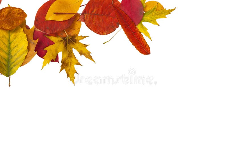 Defferent bright autumn leaves isolated on white