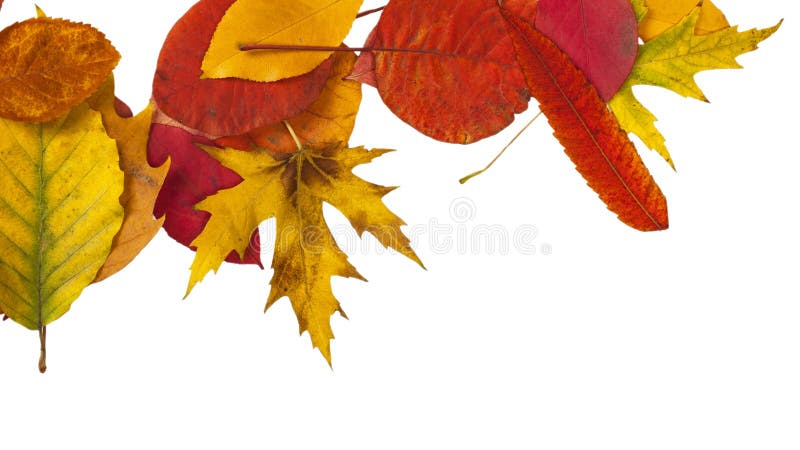 Defferent bright autumn leaves isolated on white