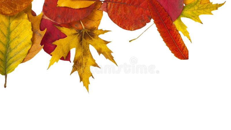 Defferent bright autumn leaves isolated on white