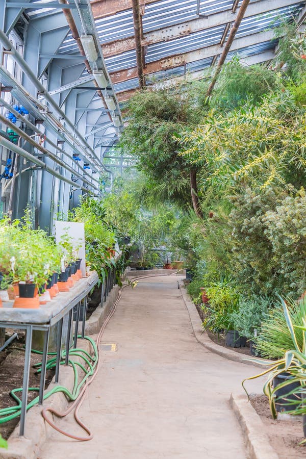 Defferent tropical plants ingreenhouse of the Moscow Botanical Garden.