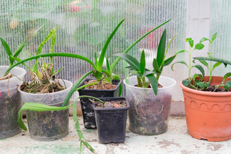 Defferent tropical plants in plastic flower pots.