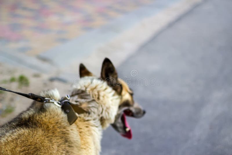 1 080 Back Husky Photos Free Royalty Free Stock Photos From Dreamstime