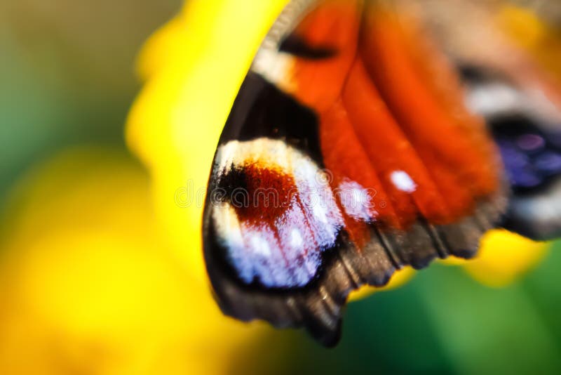 Defocus European Peacock butterfly Inachis io. Wing extremely close up on blurred green and yellow background. Bright