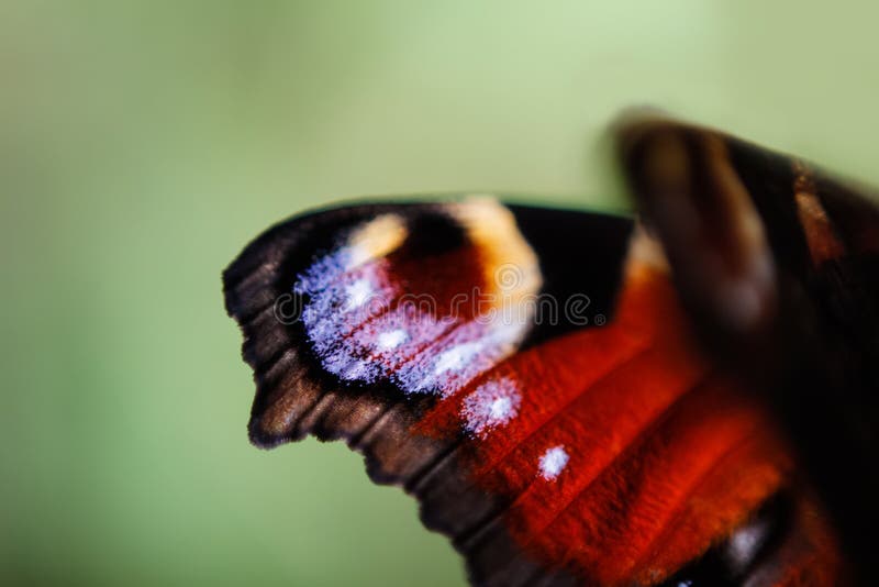 Defocus European Peacock butterfly Inachis io. Wing extremely close up on blurred light green background. Bright