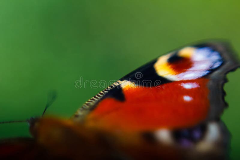 Defocus European Peacock butterfly. Wing extremely close up on blurred dark green background. Bright butterfly eyes