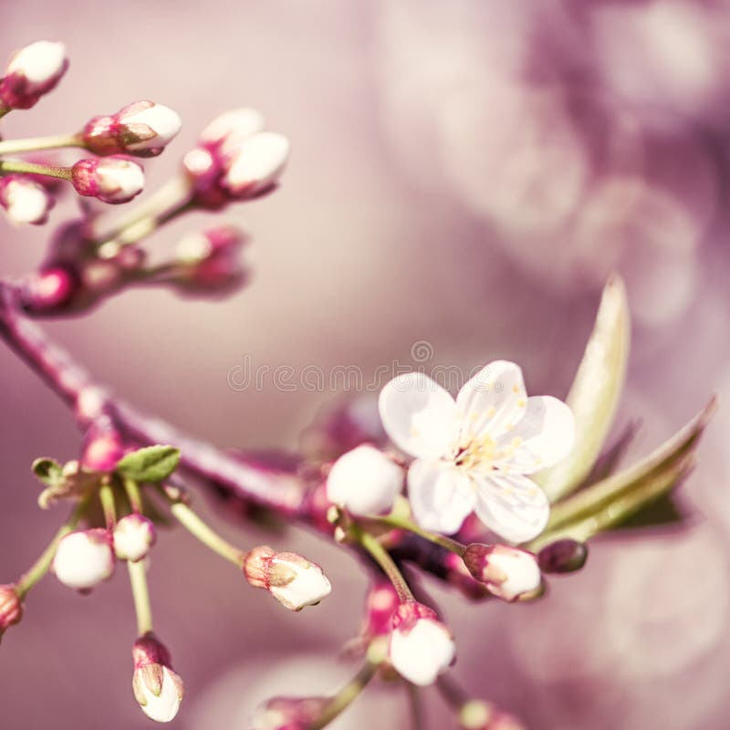Defocus Floral Background Spring Cherry Flowers Stock Image - Image of ...