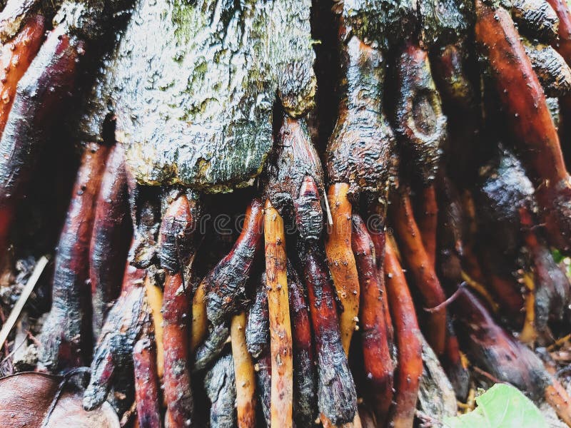 Roots on an areca tree in the garden. royalty free stock image