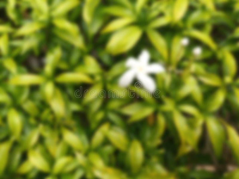 Defocused Jasmine Flower Photo Stock Image Image of shoot, texture