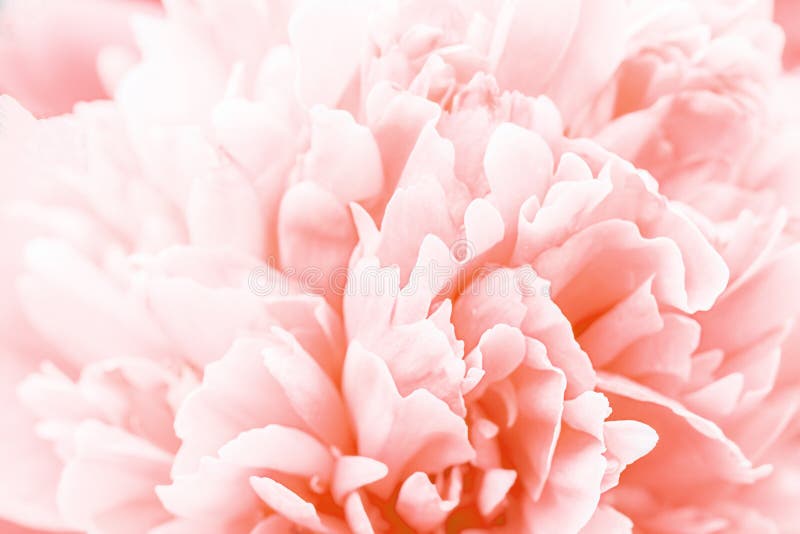 Defocused pastel, coral dahlia petals macro, floral abstract background. Close up of flower dahlia for background, Soft