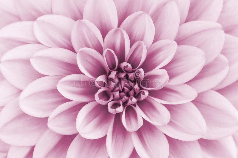 Defocused pastel, pink dahlia petals macro, floral abstract background. Close up of flower dahlia for background, Soft focus