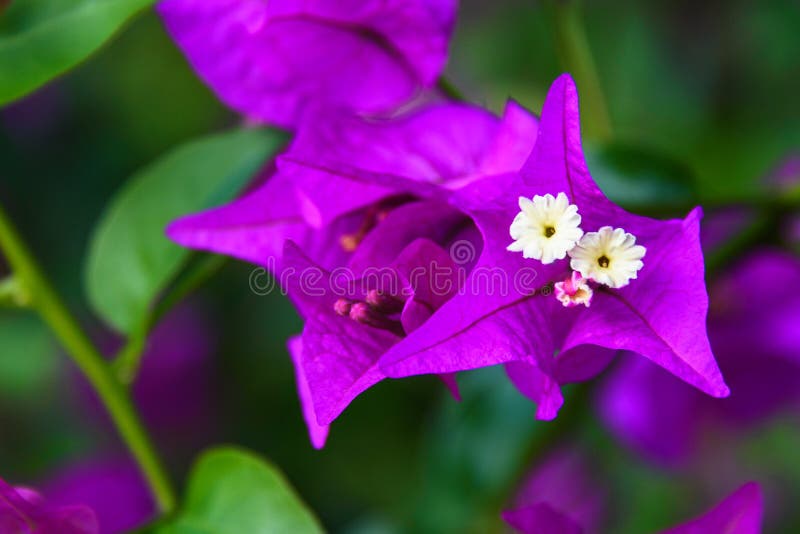 Defocused zamazany natury tło z purpurowym Bougainvillea kwitnie kosmos kopii zdjęcie royalty free Defocused zamazany natury tło z purpurowym Bougainvillea kwitnie kosmos kopii zdjęcie royalty free