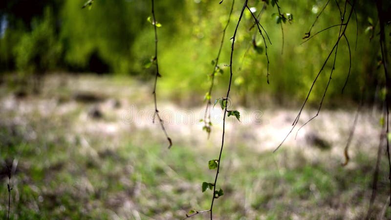 Defocused естественная предпосылка, весна, на переднем плане ветви и листья дерева березы