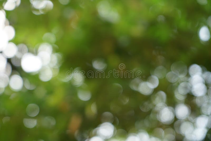 defocused自然鲜绿色的黄色叶子和白光bokeh背景美好的抽象场面 免版税库存照片 defocused自然鲜绿色的黄色叶子和白光bokeh背景美好的抽象场面 免版税库存照片