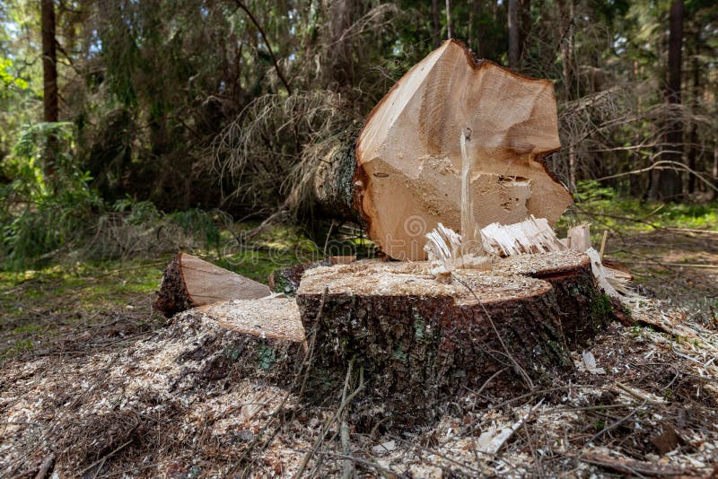 Deforestation in Central Europe. Cut down spruce tree in the forest area