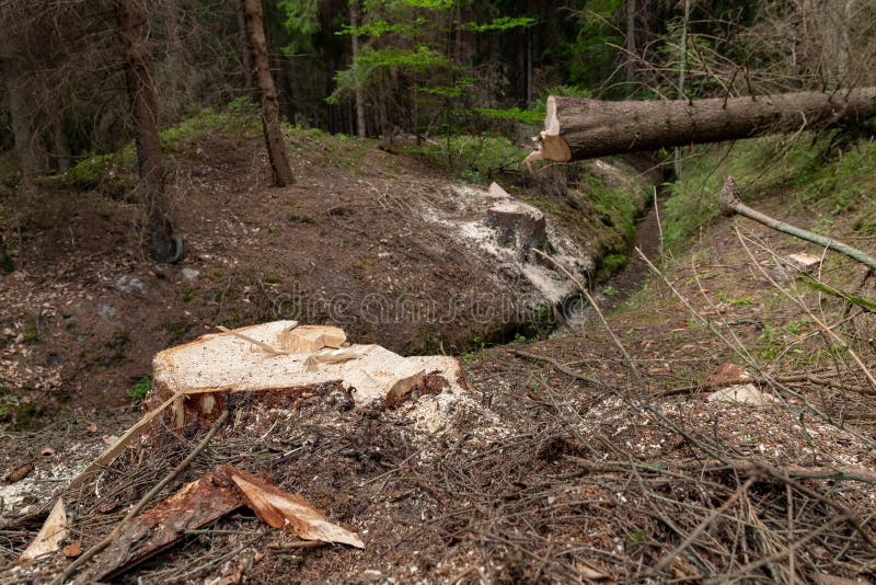 Deforestation in Central Europe. Cut down spruce tree in the forest area